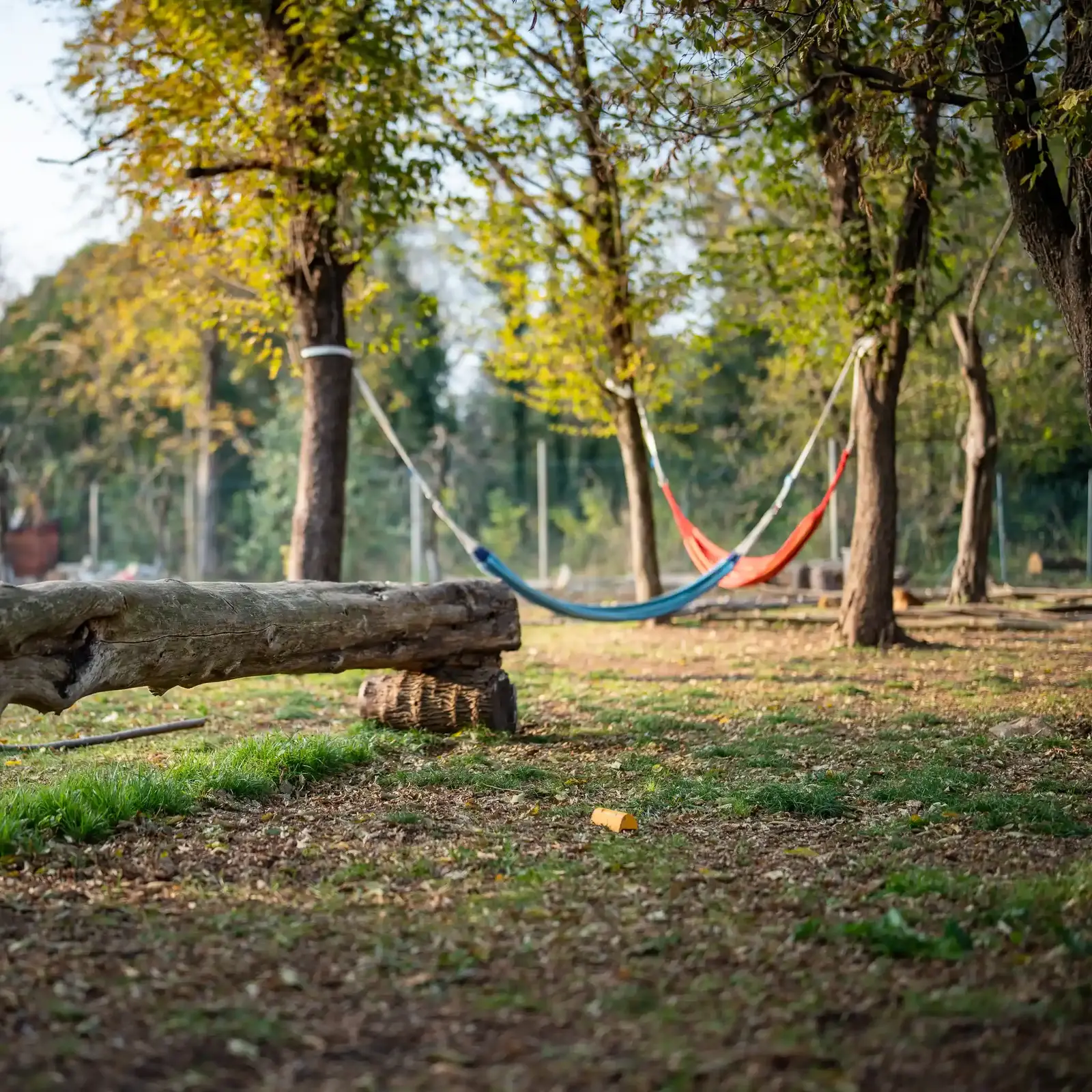 Tronco e amache Tronco e amache